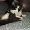 allycat783