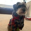 hendricks_the_schnauzer