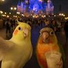 THE PARROT