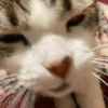 teffo_1
