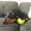 frankie_the_snag