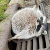raccoon____hands