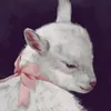 pitercmey26