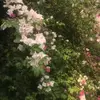 khanh_anz5
