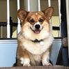 mother_of_corgs