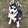 dakota_the_husky_boss