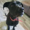 iska_labradogue