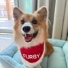 furby.fluffycorgi