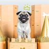 marshawnthepug
