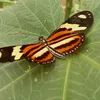 evinhaa557