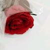 amira_bg2
