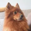 leothepomeranya