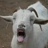 thegoat12344820