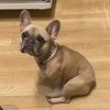 stormi_thefrenchiepup