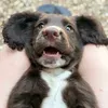 moss_the_cocker