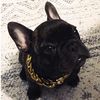 bart_thegreat_frenchie