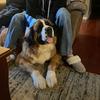 tommythestbernard