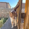 erzuliboy