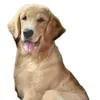 axelsammy