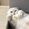 aizafiqaa