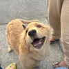 estilodobiscoito