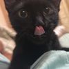 kevknzu