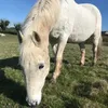 graceandgizmo