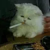 ritulik_krasotulik