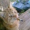 mike_thelost11