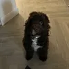 ollie67__