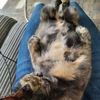 catguin_