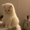 ______piqg