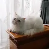 tamaaisyah8