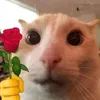 nhatporn_