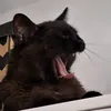 euuumiiiii