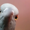 whiskered_pigeon