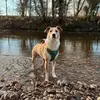 griff_therescuedog