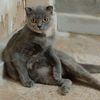 rescued_cats