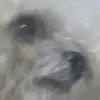 akiolusdoc