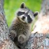 raccoon_therapy