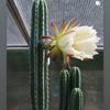 cactusbloom2