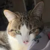 _kiwithetabbycat