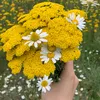 amirabers