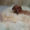 ebattimaionez_