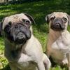 sour_patch_pug