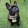frankthebowtiefrenchie