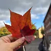 sh_beauty1