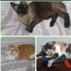 priscila_marques05