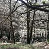 pccp09091