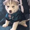 bctdogs